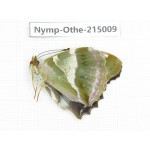 Damora sagana. China, Yunnan, Nujiang valley, N of Mt.Biluoxueshan. 1F. Nymp-Othe-215009.