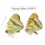 Argyronome laodice ssp. China, Yunnan, Nujiang valley, N of Mt.Biluoxueshan. 2M. Nymp-Othe-215017.