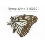 Litinga mimica. China, Yunnan, Nujiang valley, N of Mt.Biluoxueshan. 1M. Nymp-Othe-215020.