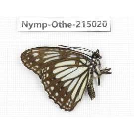 Litinga mimica. China, Yunnan, Nujiang valley, N of Mt.Biluoxueshan. 1M. Nymp-Othe-215020.