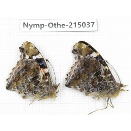 Vanessa indica. China, Yunnan, Nujiang valley, N of Mt.Biluoxueshan. 1P. Nymp-Othe-215037.