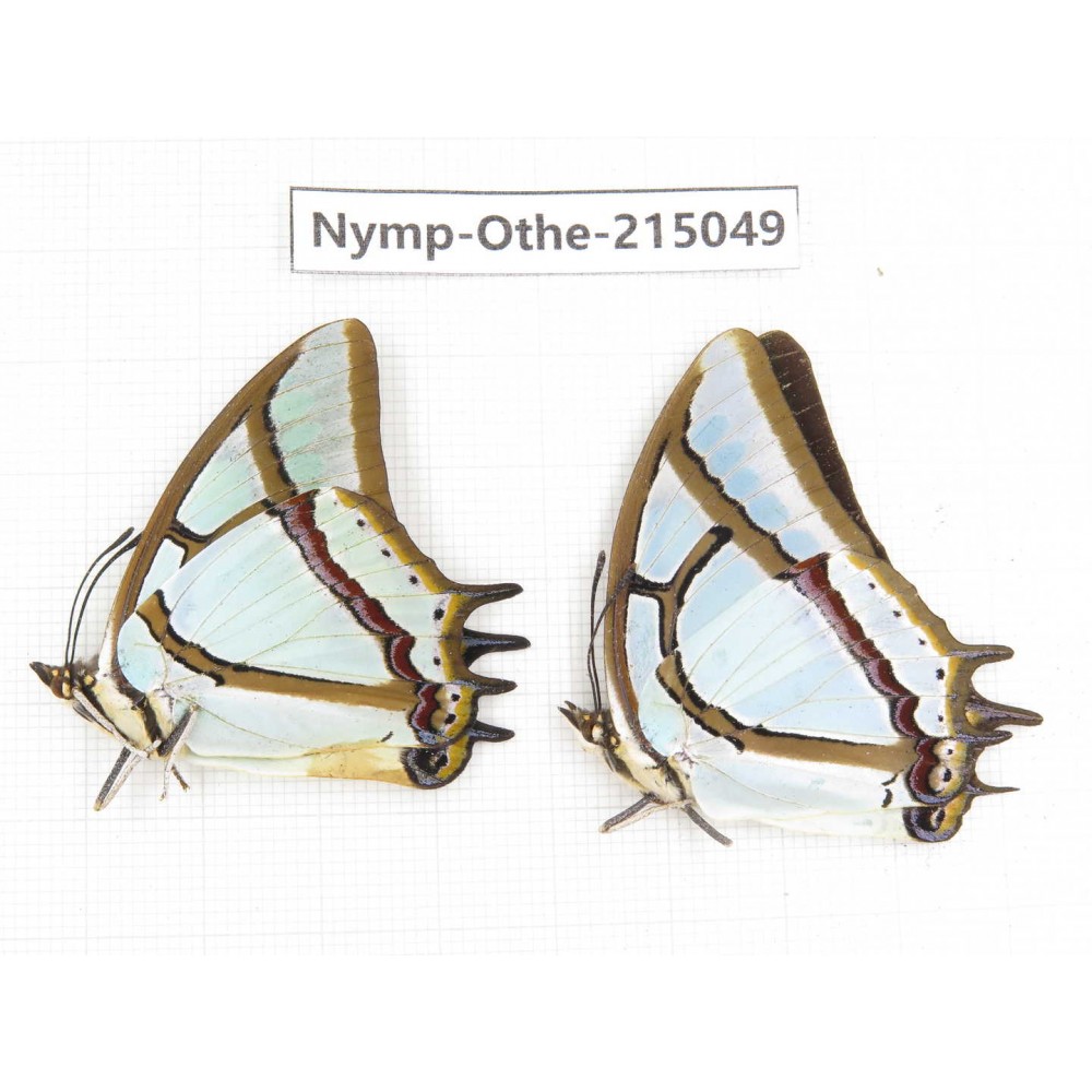 Polyura narcaea ssp. China, Yunnan, Nujiang valley, N of Mt.Biluoxueshan. 2M. Nymp-Othe-215049.