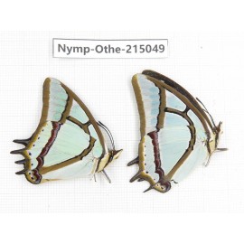 Polyura narcaea ssp. China, Yunnan, Nujiang valley, N of Mt.Biluoxueshan. 2M. Nymp-Othe-215049.