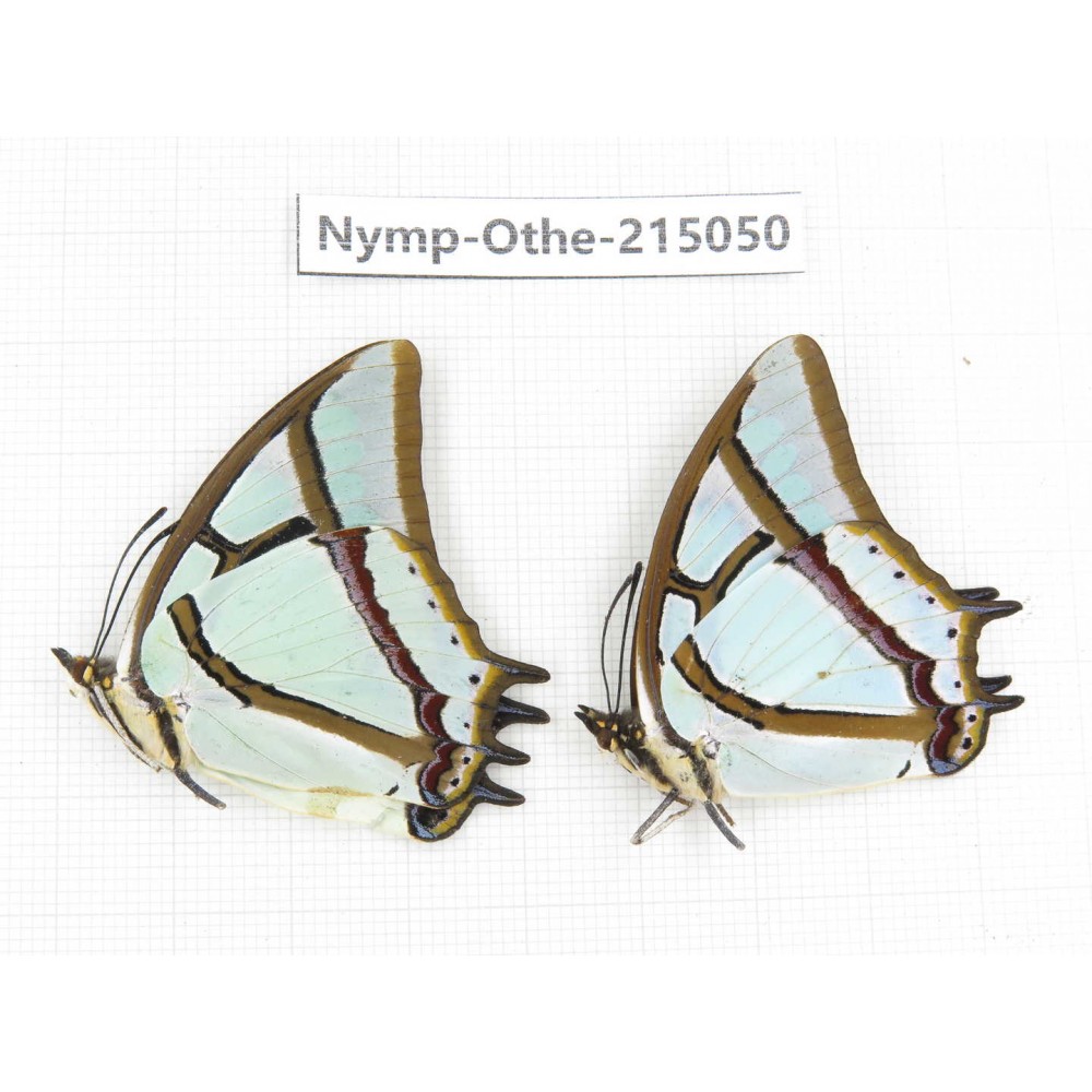Polyura narcaea ssp. China, Yunnan, Nujiang valley, N of Mt.Biluoxueshan. 2M. Nymp-Othe-215050.