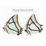 Polyura narcaea ssp. China, Yunnan, Nujiang valley, N of Mt.Biluoxueshan. 2M. Nymp-Othe-215050.