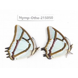 Polyura narcaea ssp. China, Yunnan, Nujiang valley, N of Mt.Biluoxueshan. 2M. Nymp-Othe-215050.
