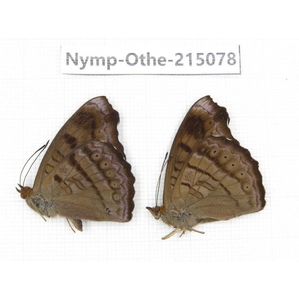 Pseudergolis wedah ssp. China, Yunnan, Nujiang valley, N of Mt.Biluoxueshan. 2M. Nymp-Othe-215078.