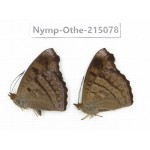 Pseudergolis wedah ssp. China, Yunnan, Nujiang valley, N of Mt.Biluoxueshan. 2M. Nymp-Othe-215078.