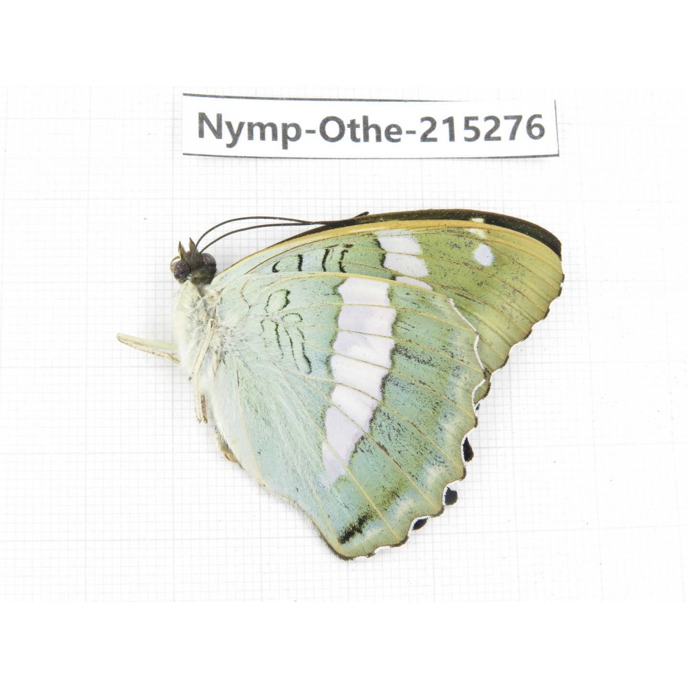 Euthalia sakota. China, Yunnan, Nujiang valley, N of Mt.Biluoxueshan. 1M. Nymp-Othe-215276.