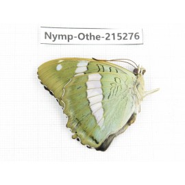 Euthalia sakota. China, Yunnan, Nujiang valley, N of Mt.Biluoxueshan. 1M. Nymp-Othe-215276.