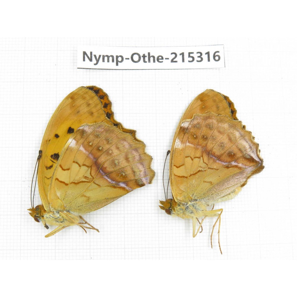 Damora sagana ssp. China, Yunnan, Nujiang valley, N of Mt.Biluoxueshan. 2M. Nymp-Othe-215316.