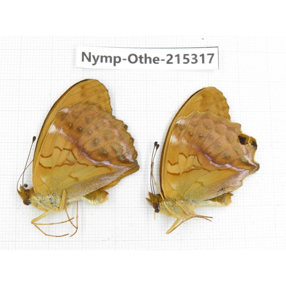 Damora sagana ssp. China, Yunnan, Nujiang valley, N of Mt.Biluoxueshan. 2M. Nymp-Othe-215317.