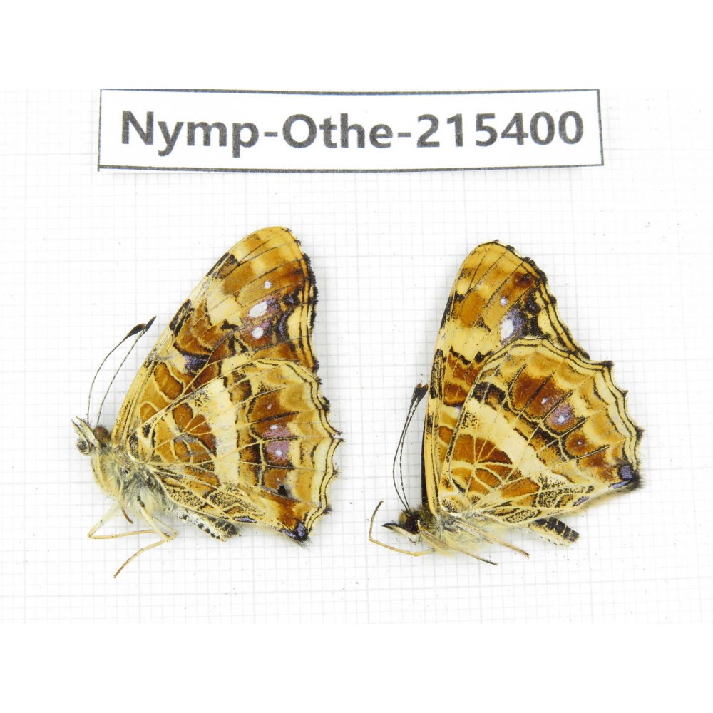 Araschnia prorsoides ssp. China, Yunnan, Nujiang valley, N of Mt.Biluoxueshan. 2M. Nymp-Othe-215400.