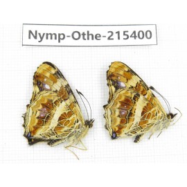 Araschnia prorsoides ssp. China, Yunnan, Nujiang valley, N of Mt.Biluoxueshan. 2M. Nymp-Othe-215400.