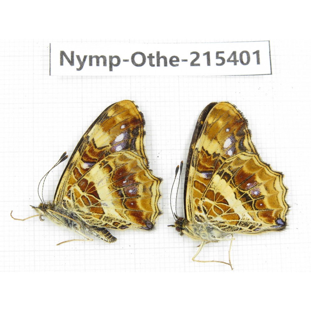 Araschnia prorsoides ssp. China, Yunnan, Nujiang valley, N of Mt.Biluoxueshan. 2M. Nymp-Othe-215401.