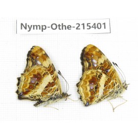 Araschnia prorsoides ssp. China, Yunnan, Nujiang valley, N of Mt.Biluoxueshan. 2M. Nymp-Othe-215401.