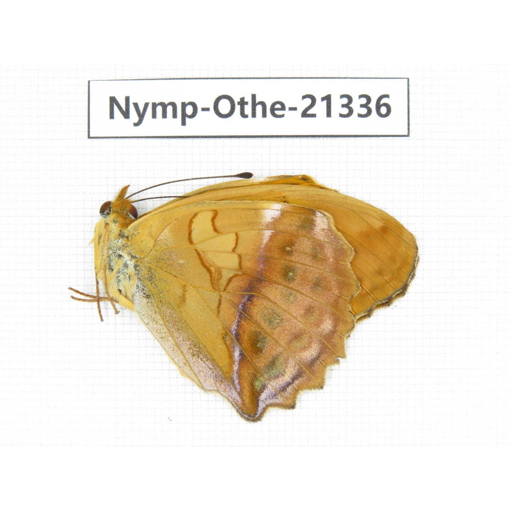 Damora sagana ssp. China, Yunnan, Nujiang valley, N of Mt.Biluoxueshan. 1M. Nymp-Othe-21336.