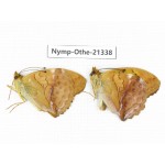 Damora sagana ssp. China, Yunnan, Nujiang valley, N of Mt.Biluoxueshan. 2M. Nymp-Othe-21338.