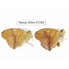 Damora sagana ssp. China, Yunnan, Nujiang valley, N of Mt.Biluoxueshan. 2M. Nymp-Othe-21338.