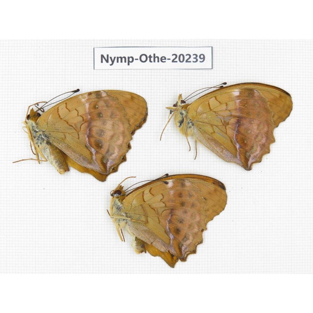 Damora sagana ssp. China, Yunnan, Nujiang valley, N part of Mt.Nushan. 3M. Nymp-Othe-20239.