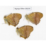 Damora sagana ssp. China, Yunnan, Nujiang valley, N part of Mt.Nushan. 3M. Nymp-Othe-20239.