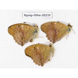 Damora sagana ssp. China, Yunnan, Nujiang valley, N part of Mt.Nushan. 3M. Nymp-Othe-20239.