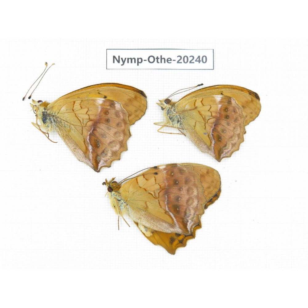 Damora sagana ssp. China, Yunnan, Nujiang valley, N part of Mt.Nushan. 3M. Nymp-Othe-20240.