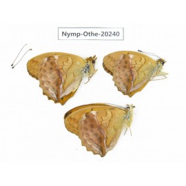 Damora sagana ssp. China, Yunnan, Nujiang valley, N part of Mt.Nushan. 3M. Nymp-Othe-20240.