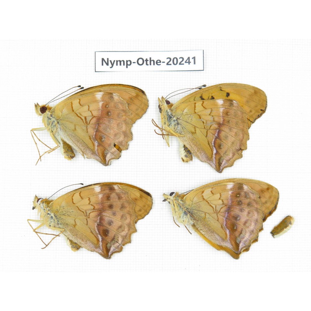 Damora sagana ssp. China, Yunnan, Nujiang valley, N part of Mt.Nushan. 4M. Nymp-Othe-20241.