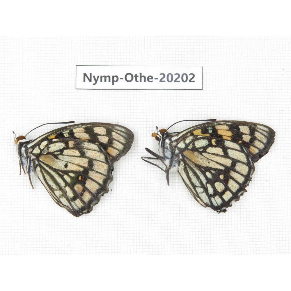 Sephisa princeps ssp. China, Yunnan, Nujiang valley, S part of Mt. Biluoxueshan. 2M. Nymp-Othe-20202.