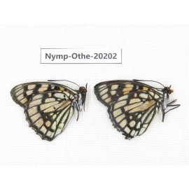 Sephisa princeps ssp. China, Yunnan, Nujiang valley, S part of Mt. Biluoxueshan. 2M. Nymp-Othe-20202.