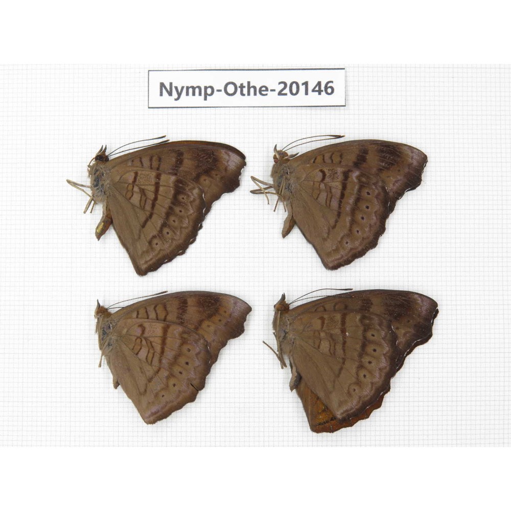 Pseudergolis wedah ssp. China, Yunnan, Nujiang valley, S part of Mt. Biluoxueshan. 4M. Nymp-Othe-20146.