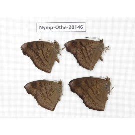 Pseudergolis wedah ssp. China, Yunnan, Nujiang valley, S part of Mt. Biluoxueshan. 4M. Nymp-Othe-20146.