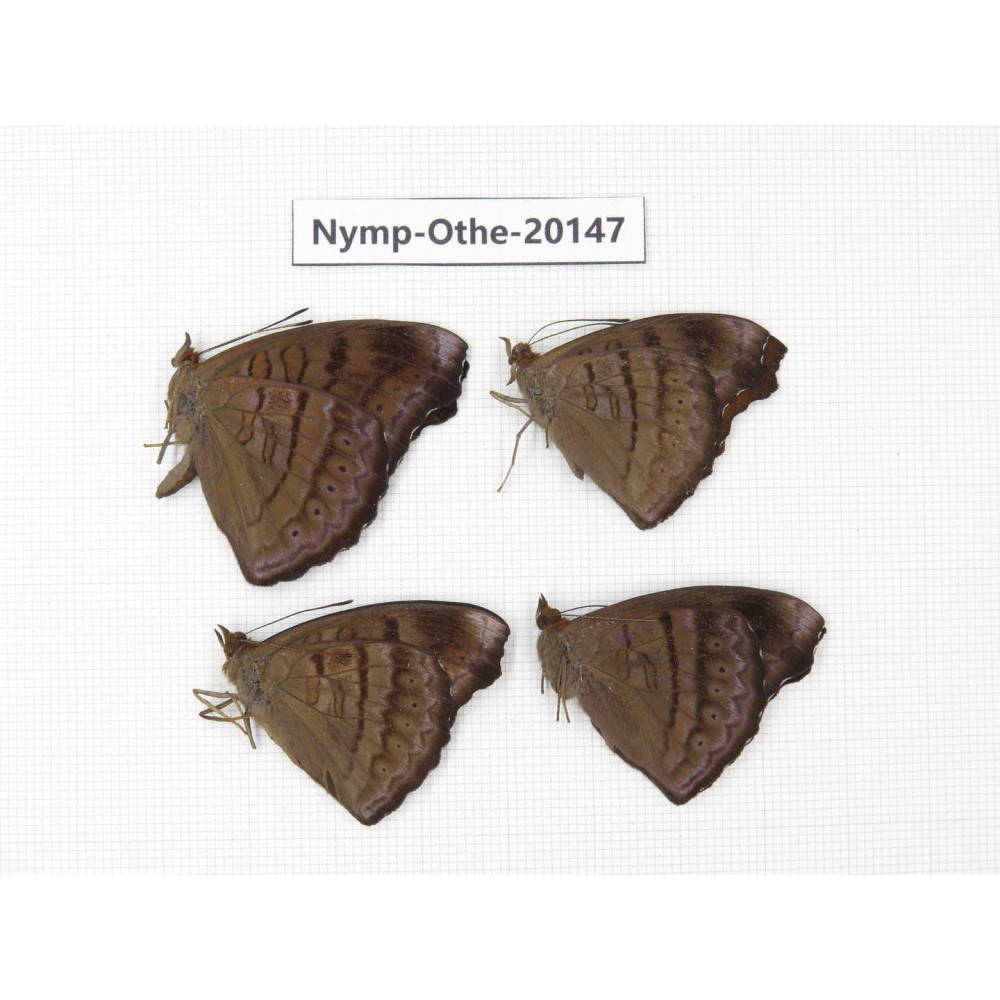 Pseudergolis wedah ssp. China, Yunnan, Nujiang valley, S part of Mt. Biluoxueshan. 4M. Nymp-Othe-20147.