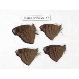 Pseudergolis wedah ssp. China, Yunnan, Nujiang valley, S part of Mt. Biluoxueshan. 4M. Nymp-Othe-20147.