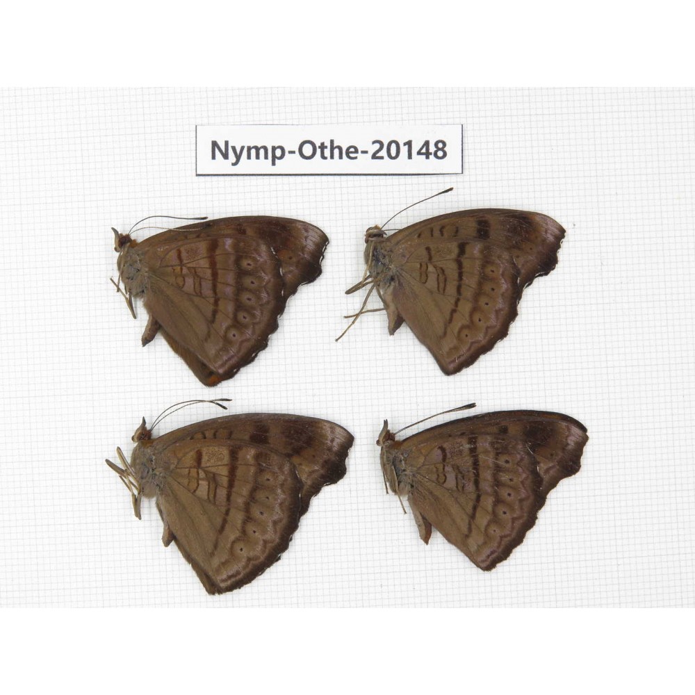Pseudergolis wedah ssp. China, Yunnan, Nujiang valley, S part of Mt. Biluoxueshan. 4M. Nymp-Othe-20148.