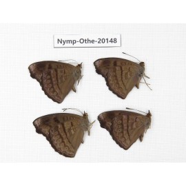 Pseudergolis wedah ssp. China, Yunnan, Nujiang valley, S part of Mt. Biluoxueshan. 4M. Nymp-Othe-20148.