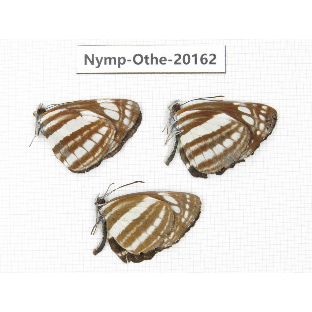Neptis sp. China, Yunnan, Nujiang valley, S part of Mt. Biluoxueshan. 3M. Nymp-Othe-20162.
