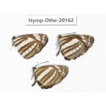 Neptis sp. China, Yunnan, Nujiang valley, S part of Mt. Biluoxueshan. 3M. Nymp-Othe-20162.