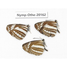 Neptis sp. China, Yunnan, Nujiang valley, S part of Mt. Biluoxueshan. 3M. Nymp-Othe-20162.