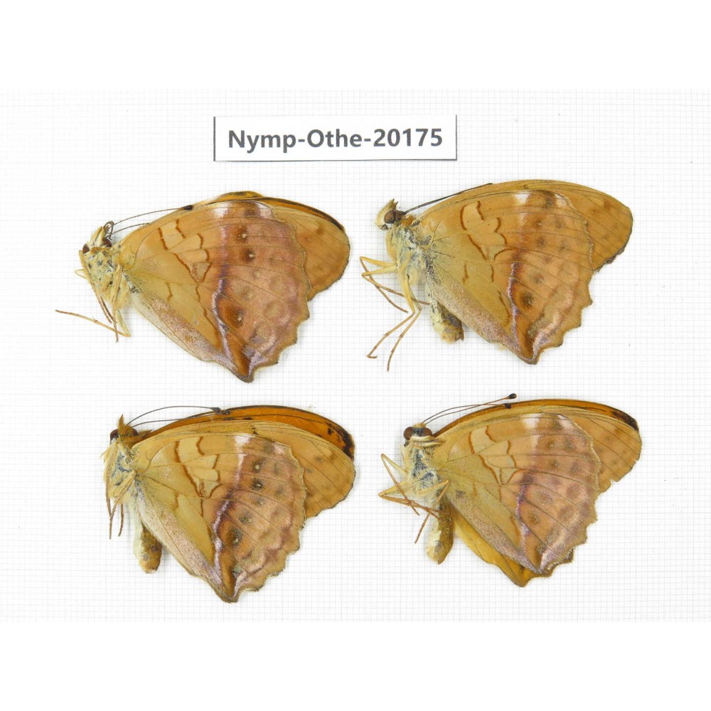 Damora sagana ssp. China, Yunnan, Nujiang valley, S part of Mt. Biluoxueshan. 4M. Nymp-Othe-20175.