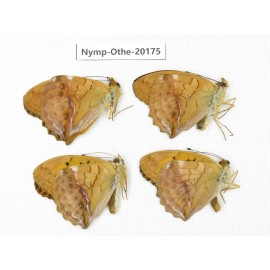 Damora sagana ssp. China, Yunnan, Nujiang valley, S part of Mt. Biluoxueshan. 4M. Nymp-Othe-20175.