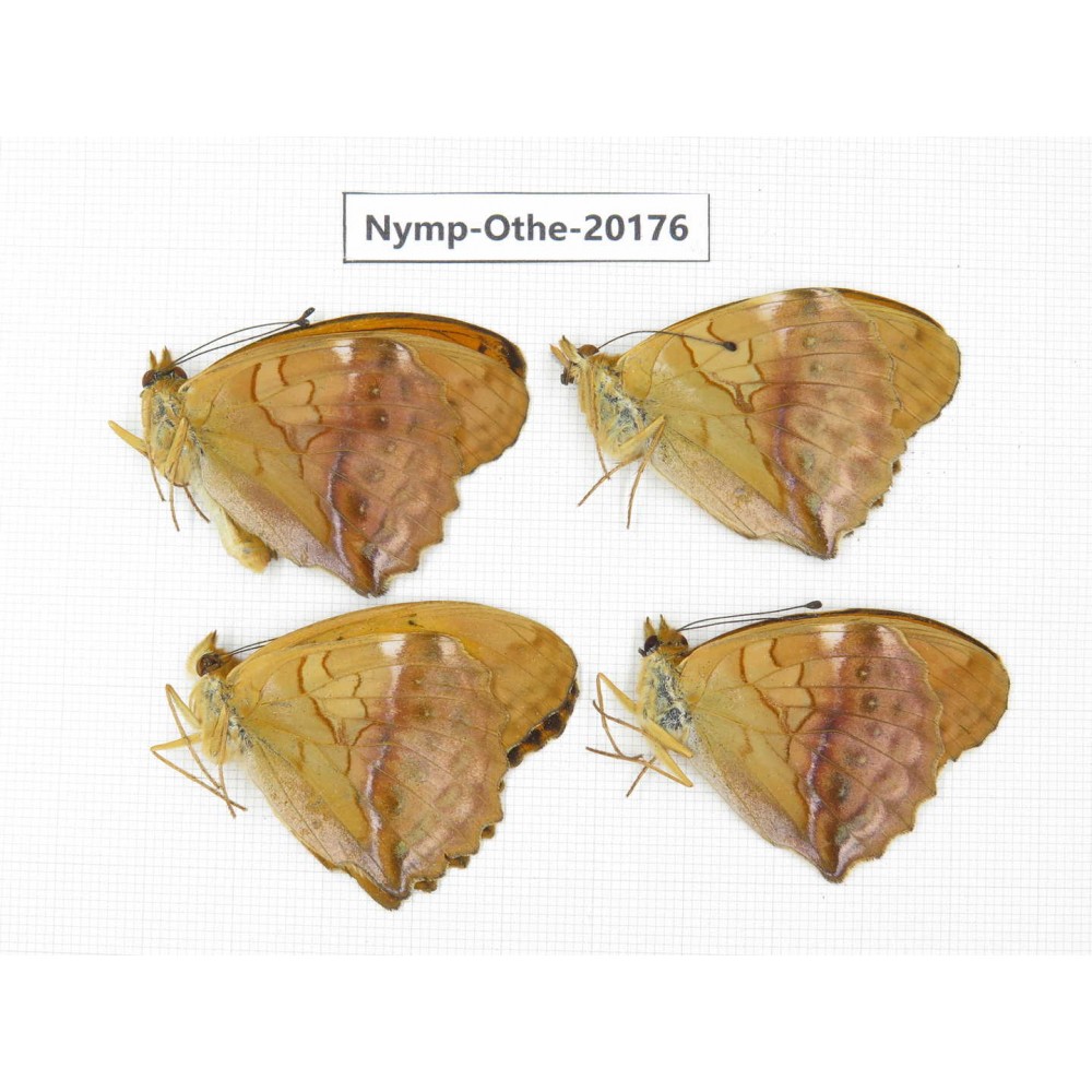 Damora sagana ssp. China, Yunnan, Nujiang valley, S part of Mt. Biluoxueshan. 4M. Nymp-Othe-20176.