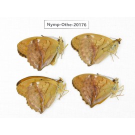 Damora sagana ssp. China, Yunnan, Nujiang valley, S part of Mt. Biluoxueshan. 4M. Nymp-Othe-20176.