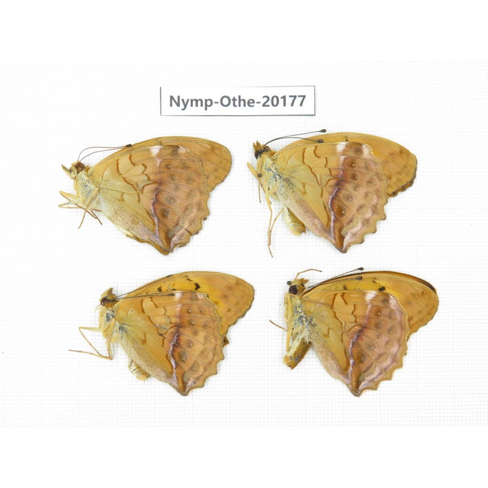 Damora sagana ssp. China, Yunnan, Nujiang valley, S part of Mt. Biluoxueshan. 4M. Nymp-Othe-20177.