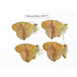 Damora sagana ssp. China, Yunnan, Nujiang valley, S part of Mt. Biluoxueshan. 4M. Nymp-Othe-20177.