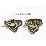 Sephisa princeps ssp. China, Yunnan, Nujiang valley, S part of Mt. Biluoxueshan. 2M. Nymp-Othe-20200.