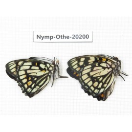 Sephisa princeps ssp. China, Yunnan, Nujiang valley, S part of Mt. Biluoxueshan. 2M. Nymp-Othe-20200.