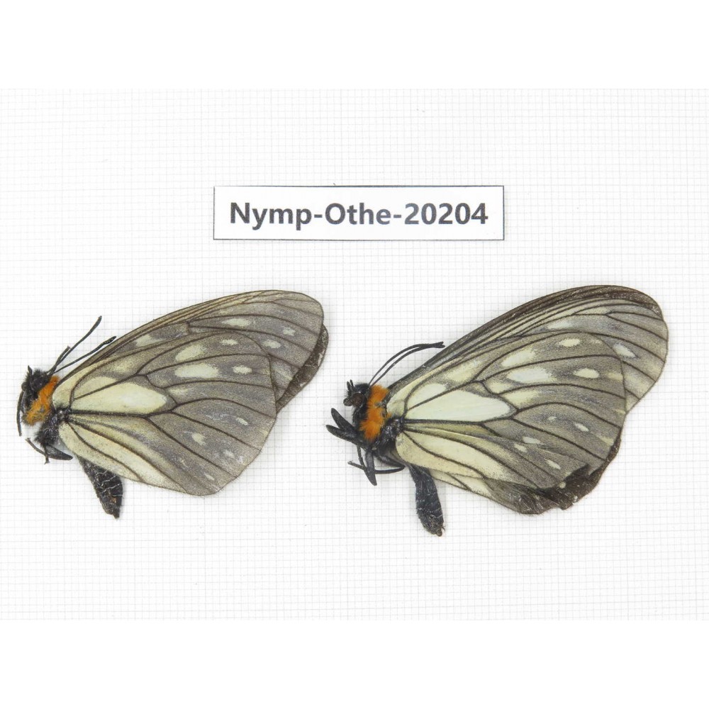 Calinaga davidis ssp. China, Yunnan, Nujiang valley, S part of Mt. Biluoxueshan. 2M. Nymp-Othe-20204.
