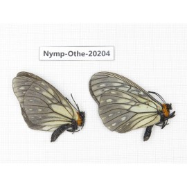 Calinaga davidis ssp. China, Yunnan, Nujiang valley, S part of Mt. Biluoxueshan. 2M. Nymp-Othe-20204.